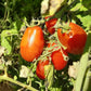 Nudler DER TOMATENFLÜSTERER