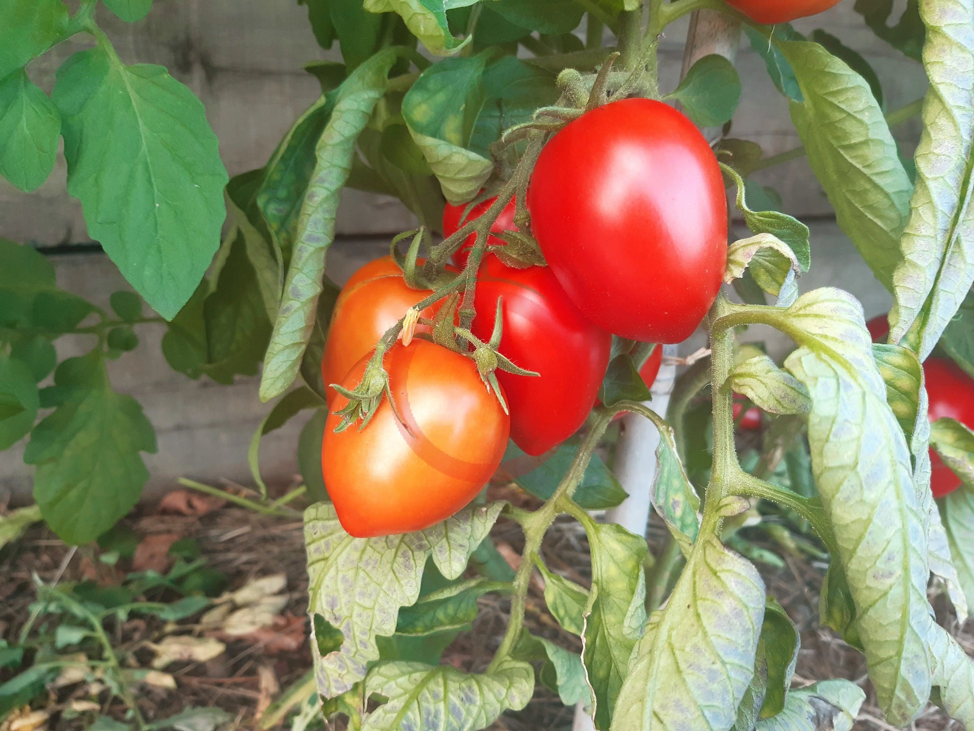 Nueva Vizcaya Nipple DER TOMATENFLÜSTERER