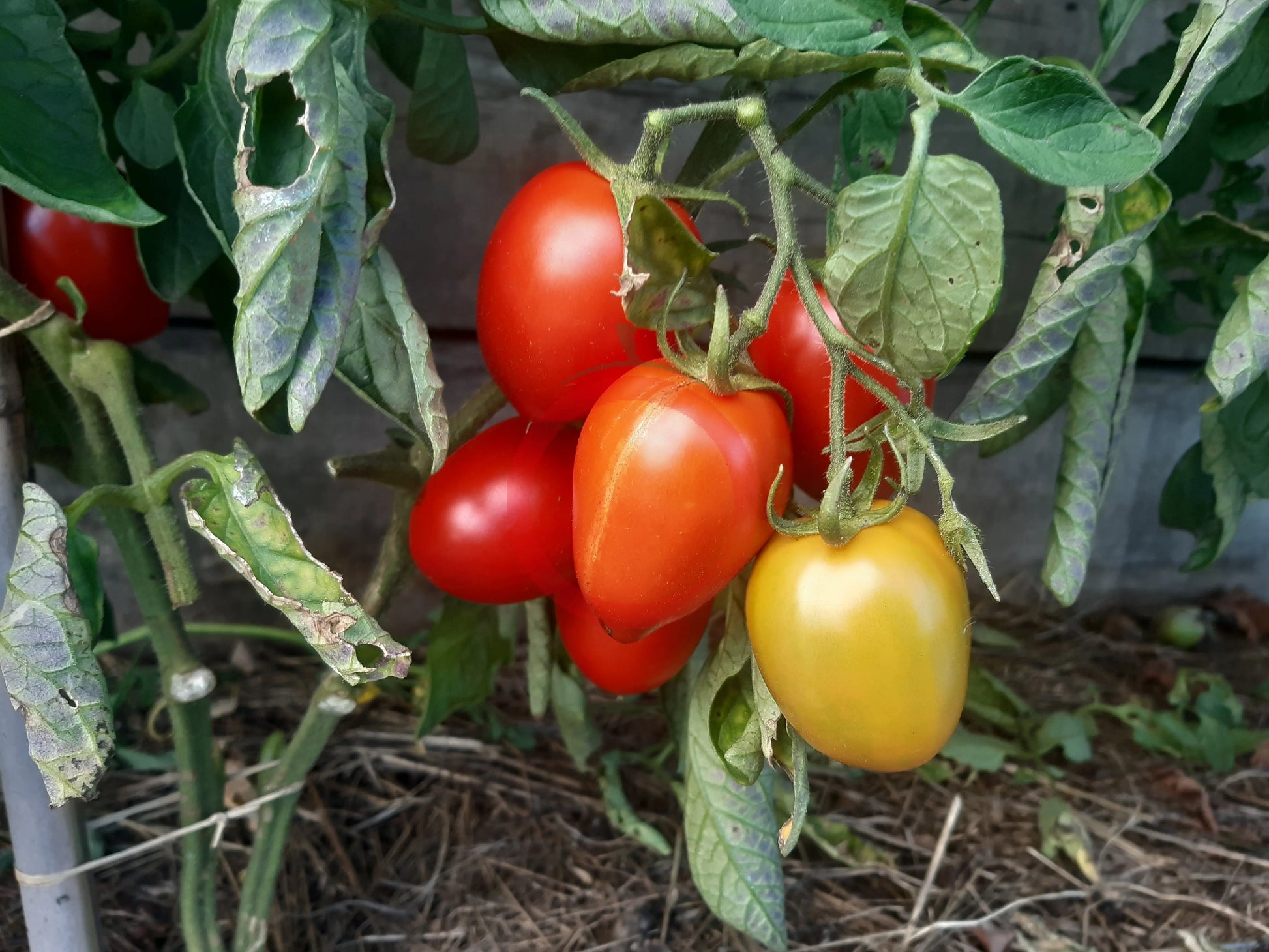 Nueva Vizcaya Nipple DER TOMATENFLÜSTERER