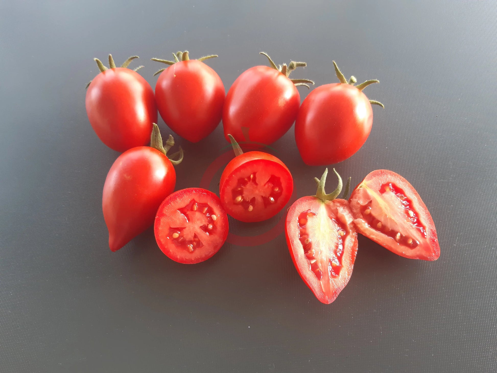 Nueva Vizcaya Nipple DER TOMATENFLÜSTERER