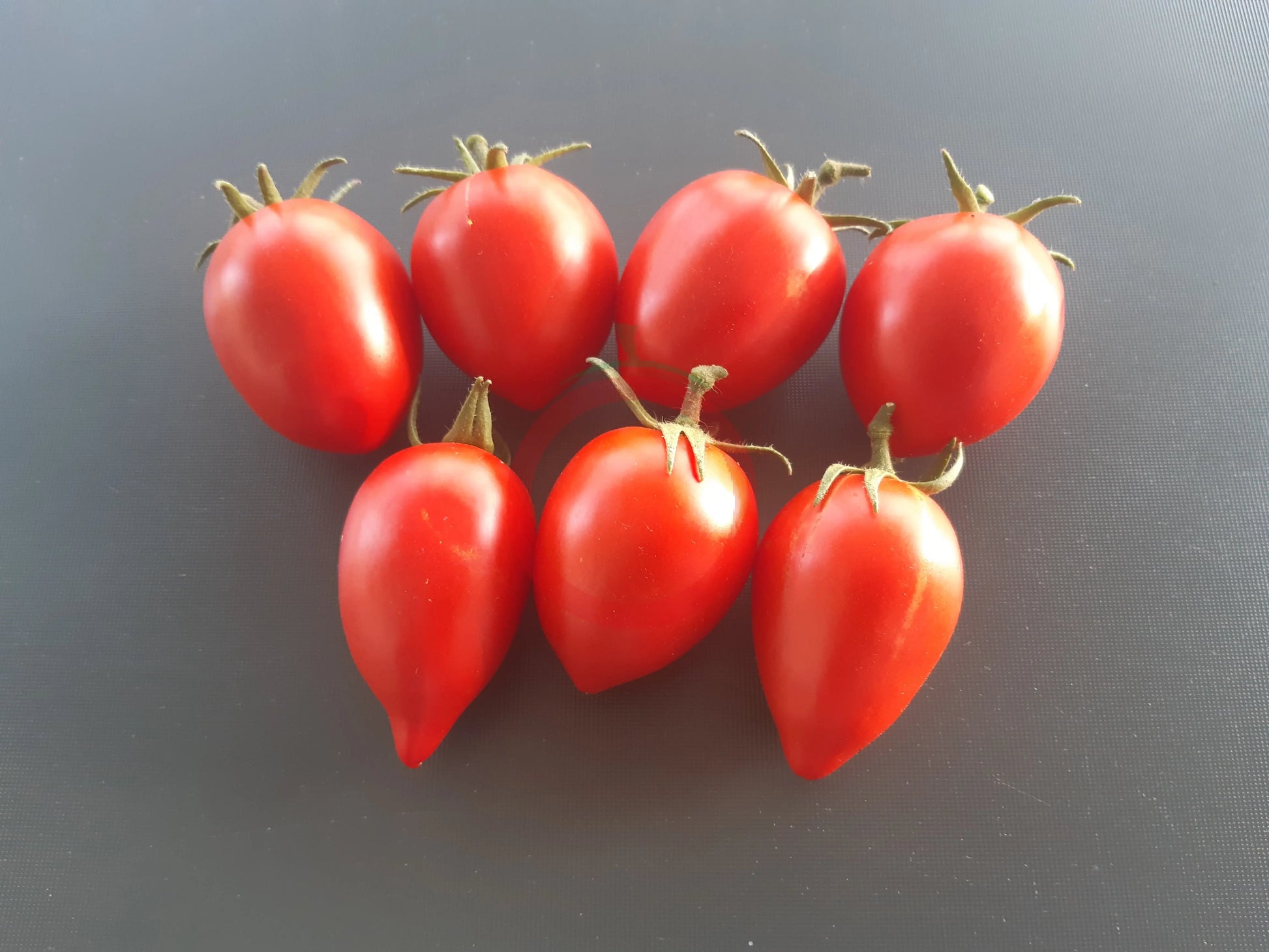 Nueva Vizcaya Nipple DER TOMATENFLÜSTERER