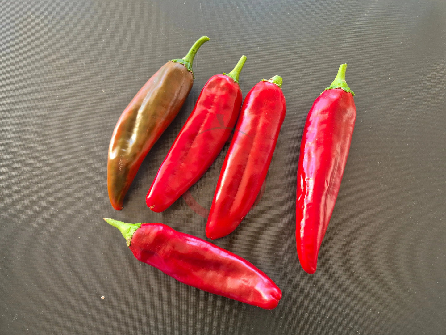 Numex 6-4 Heritage DER TOMATENFLÜSTERER