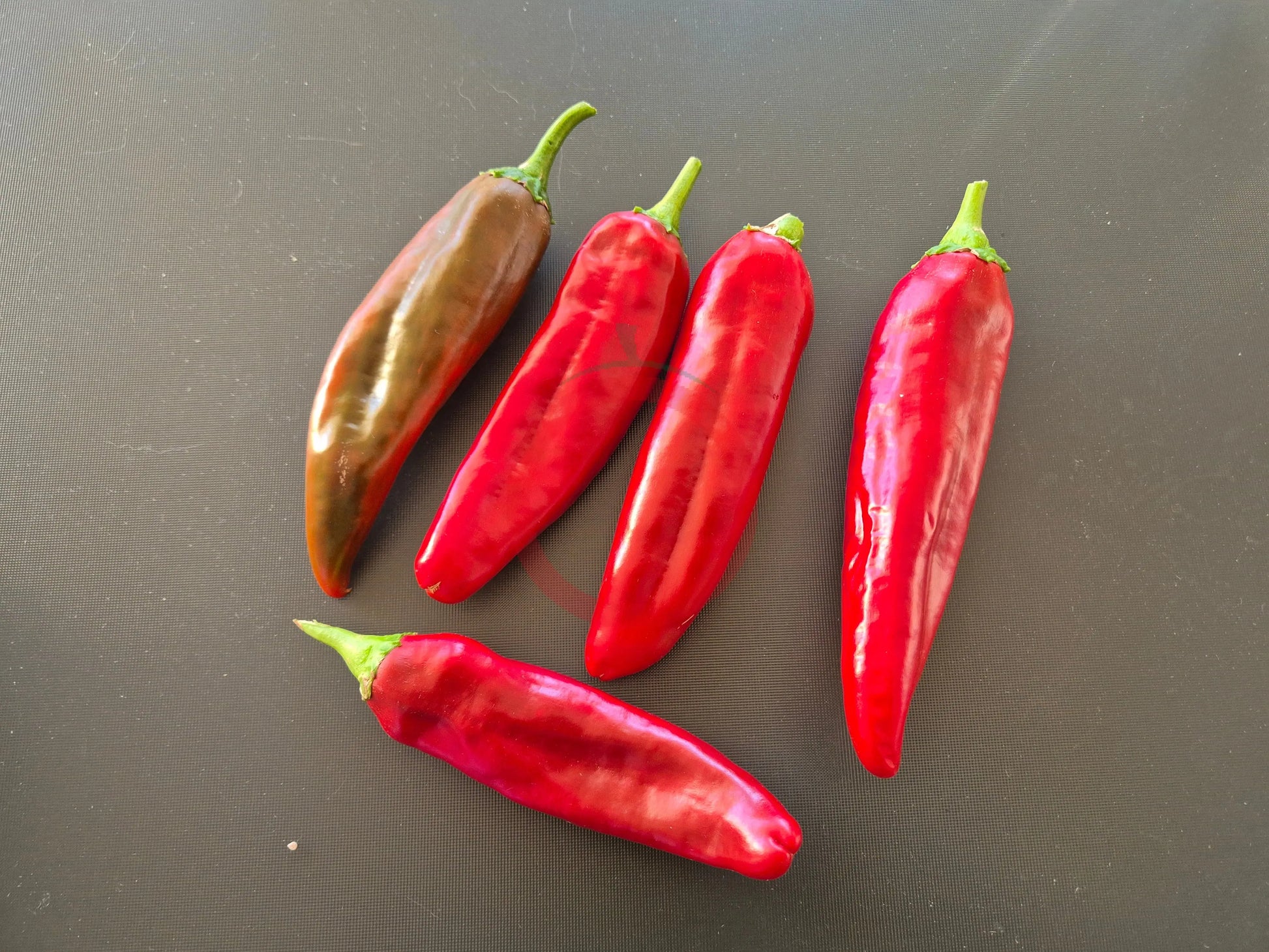 Numex 6-4 Heritage DER TOMATENFLÜSTERER