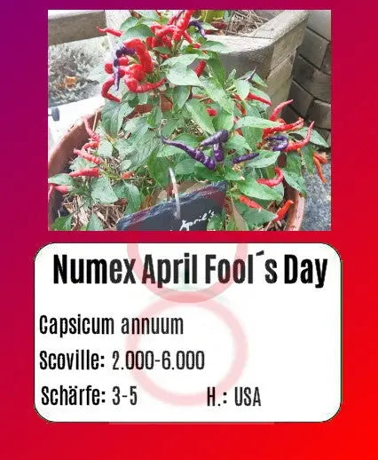 Numex April Fool´s Day DER TOMATENFLÜSTERER