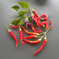 Numex April Fool´s Day DER TOMATENFLÜSTERER