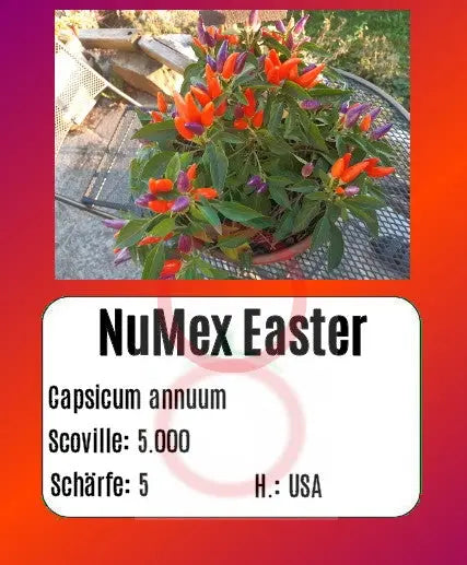 Numex Easter DER TOMATENFLÜSTERER
