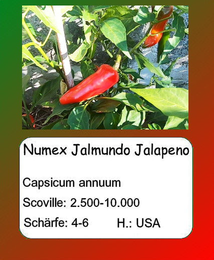 Numex Jalapeno Jalmundo DER TOMATENFLÜSTERER