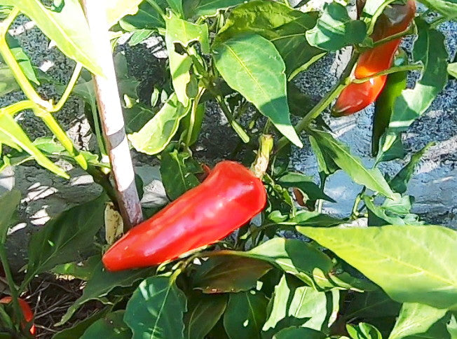 Numex Jalapeno Jalmundo DER TOMATENFLÜSTERER