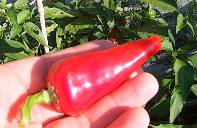 Numex Jalapeno Jalmundo DER TOMATENFLÜSTERER