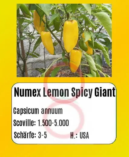 Numex Lemon Spicy Giant DER TOMATENFLÜSTERER