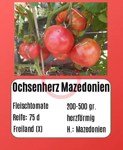 Ochsenherz Mazedonien DER TOMATENFLÜSTERER