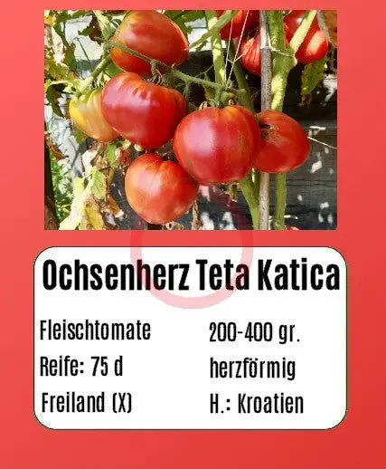Ochsenherz Teta Katica DER TOMATENFLÜSTERER