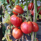 Ochsenherz Teta Katica DER TOMATENFLÜSTERER