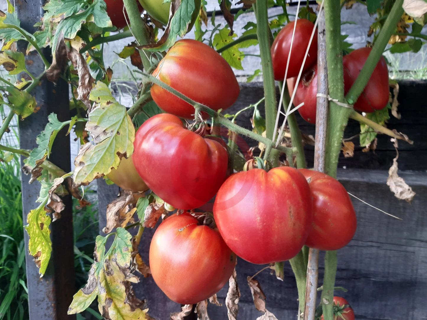 Ochsenherz Teta Katica DER TOMATENFLÜSTERER
