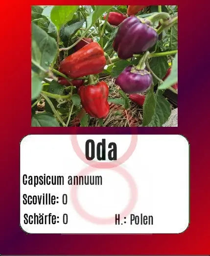 Oda DER TOMATENFLÜSTERER