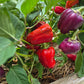 Oda DER TOMATENFLÜSTERER