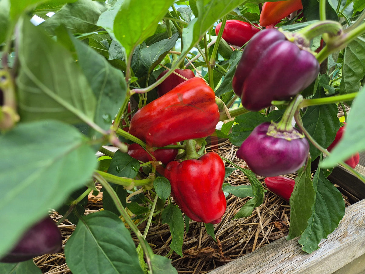 Oda DER TOMATENFLÜSTERER