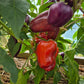 Oda DER TOMATENFLÜSTERER