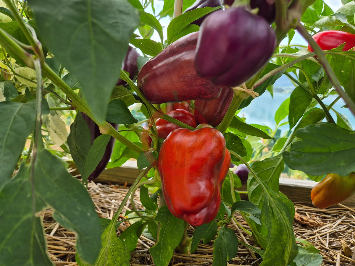 Oda DER TOMATENFLÜSTERER