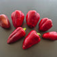 Oda DER TOMATENFLÜSTERER
