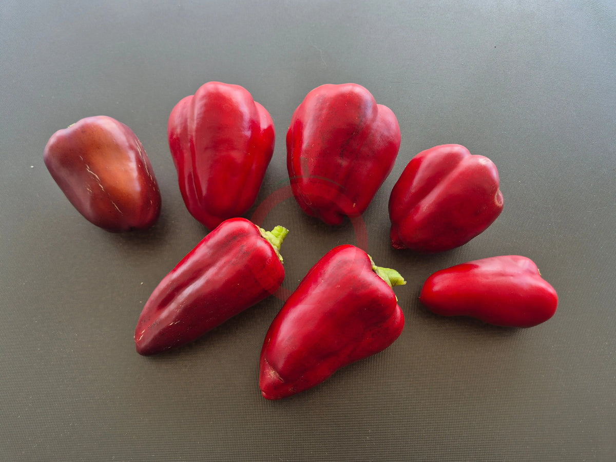 Oda DER TOMATENFLÜSTERER