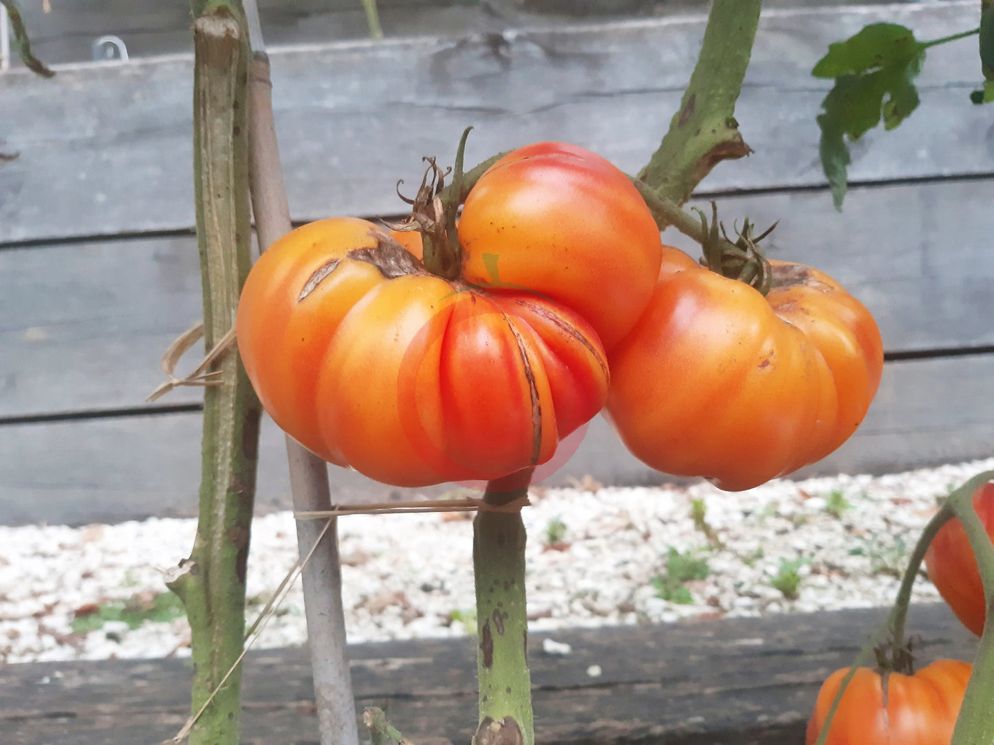 Old German DER TOMATENFLÜSTERER