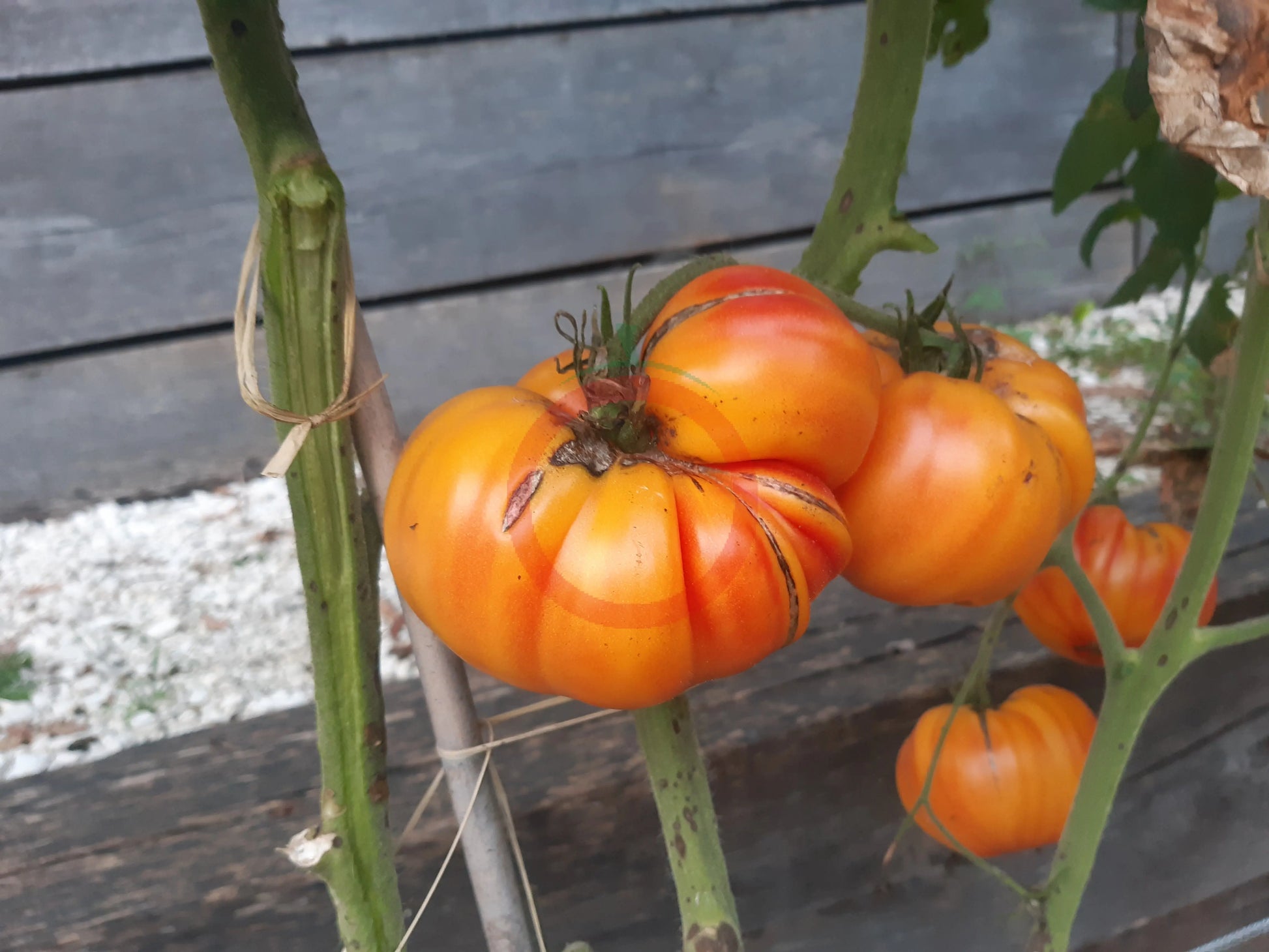 Old German DER TOMATENFLÜSTERER