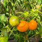 Olga´s Round Yellow Chicken DER TOMATENFLÜSTERER