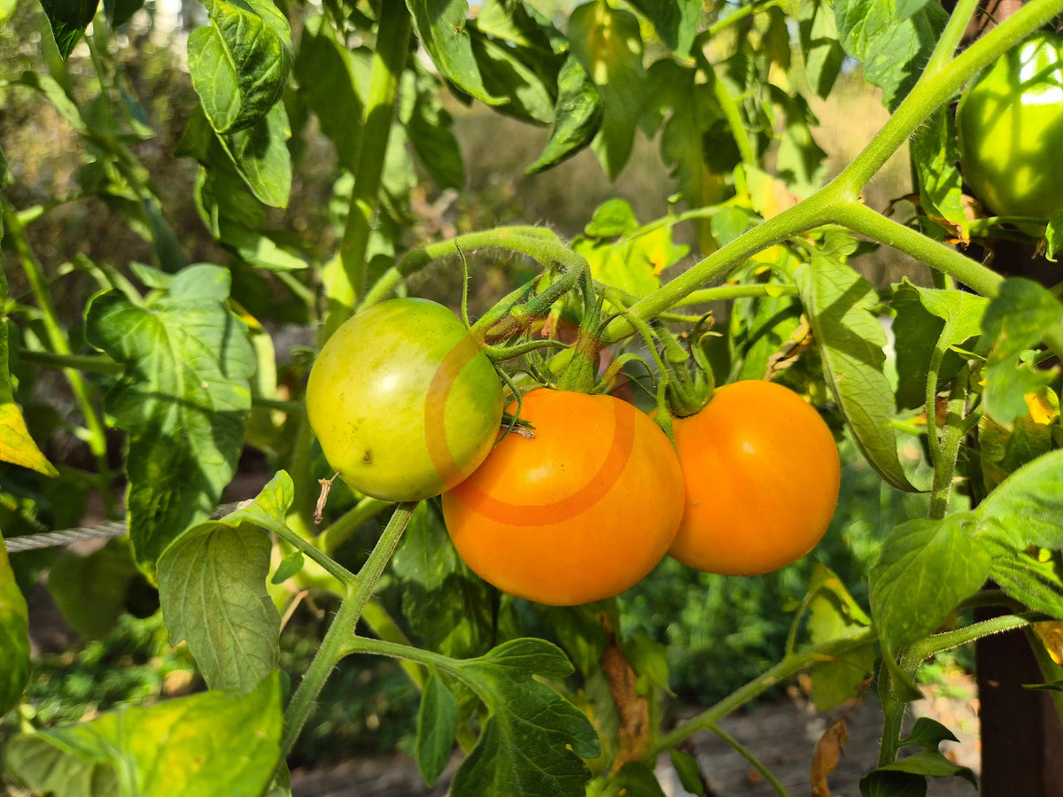 Olga´s Round Yellow Chicken DER TOMATENFLÜSTERER