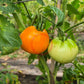 Olga´s Round Yellow Chicken DER TOMATENFLÜSTERER