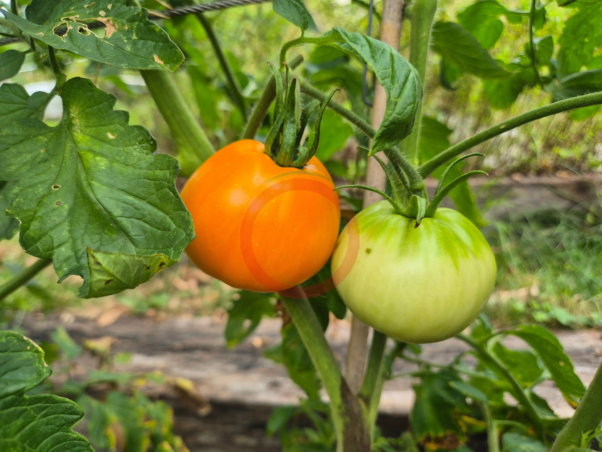 Olga´s Round Yellow Chicken DER TOMATENFLÜSTERER