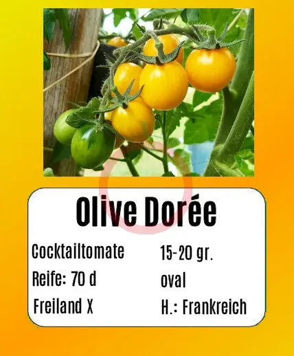 Olive Dorée DER TOMATENFLÜSTERER