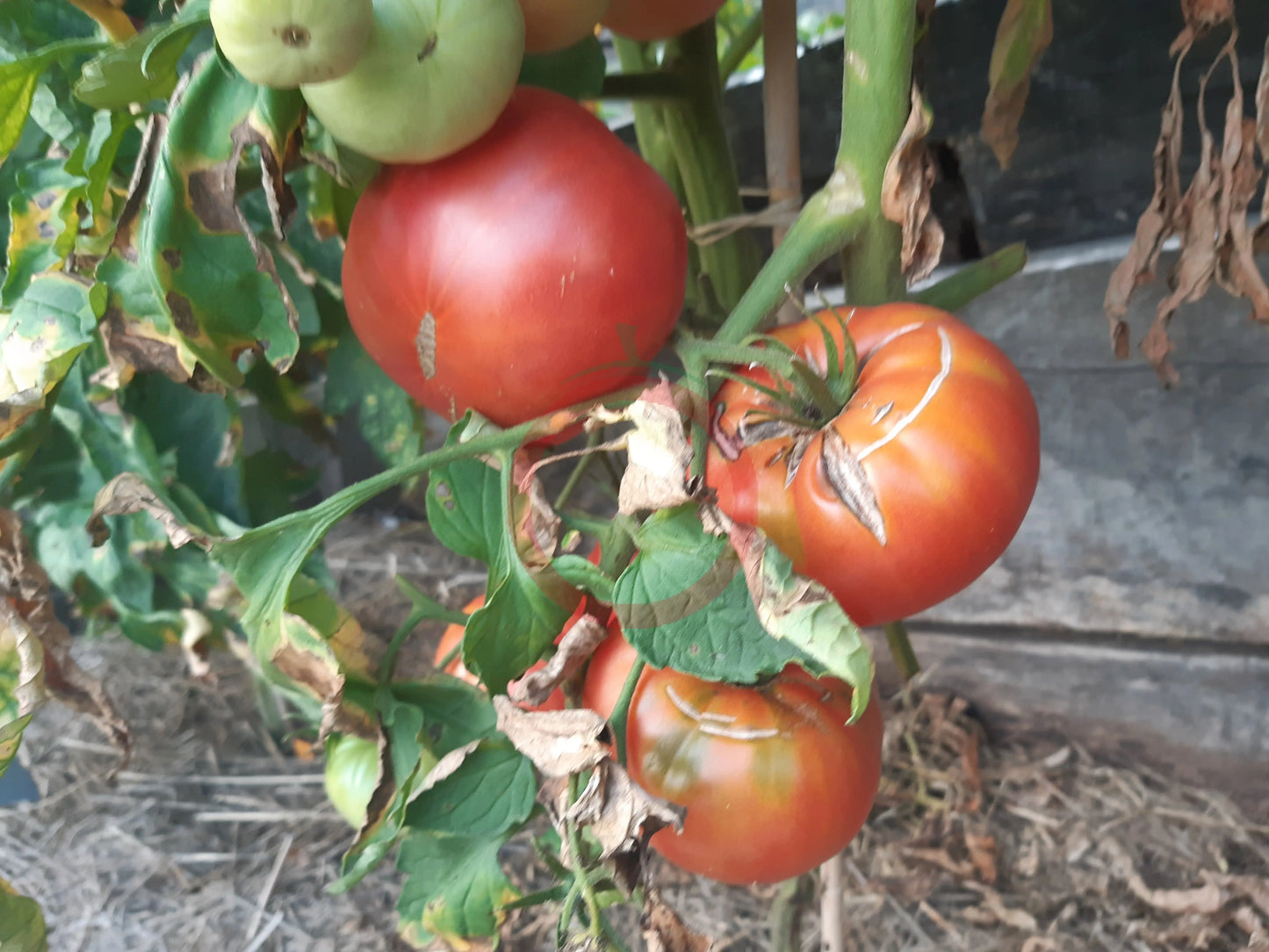 Omars Lebanese DER TOMATENFLÜSTERER