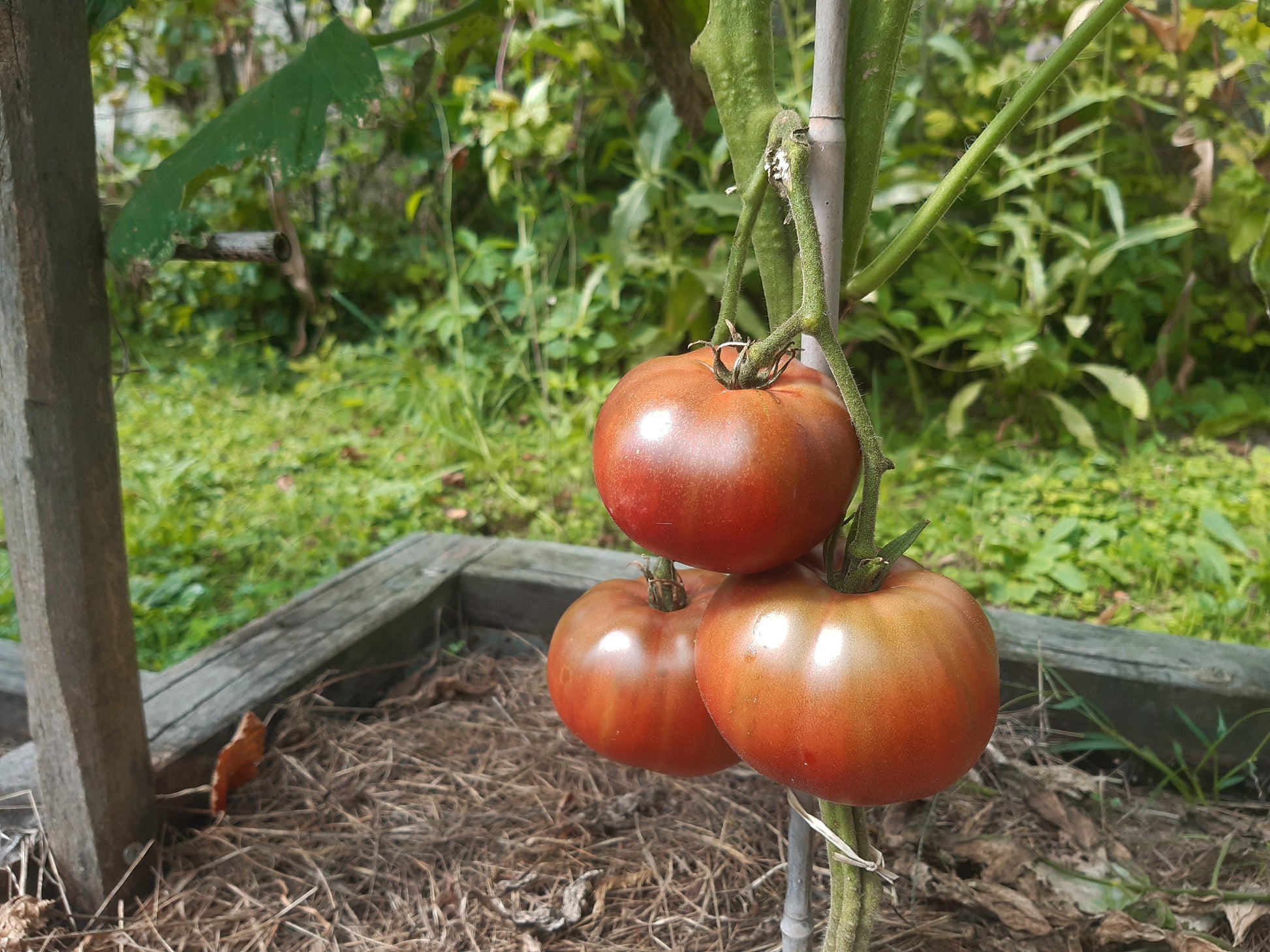 One Trick Pony DER TOMATENFLÜSTERER