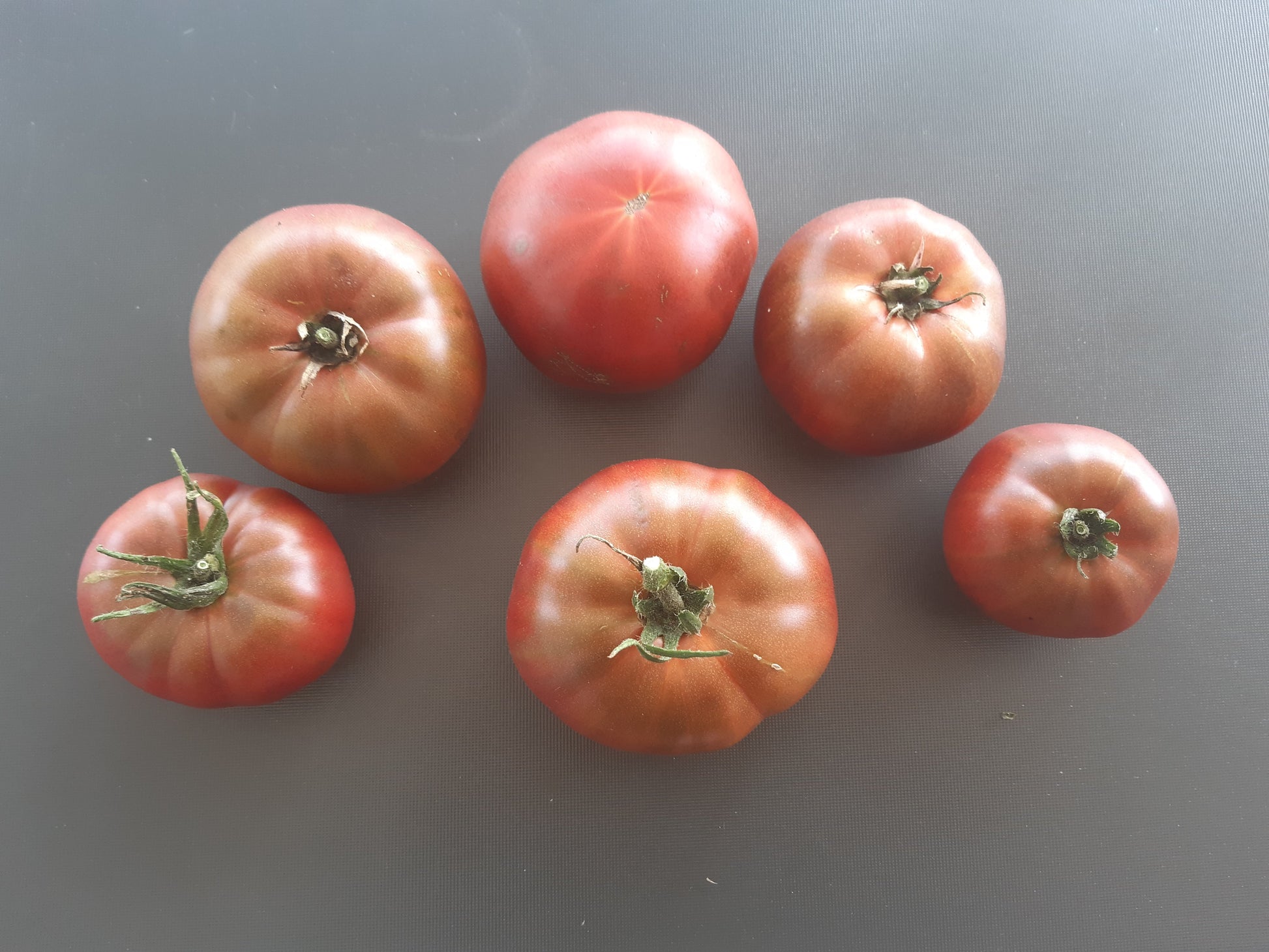 One Trick Pony DER TOMATENFLÜSTERER