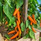 Orange Banane DER TOMATENFLÜSTERER