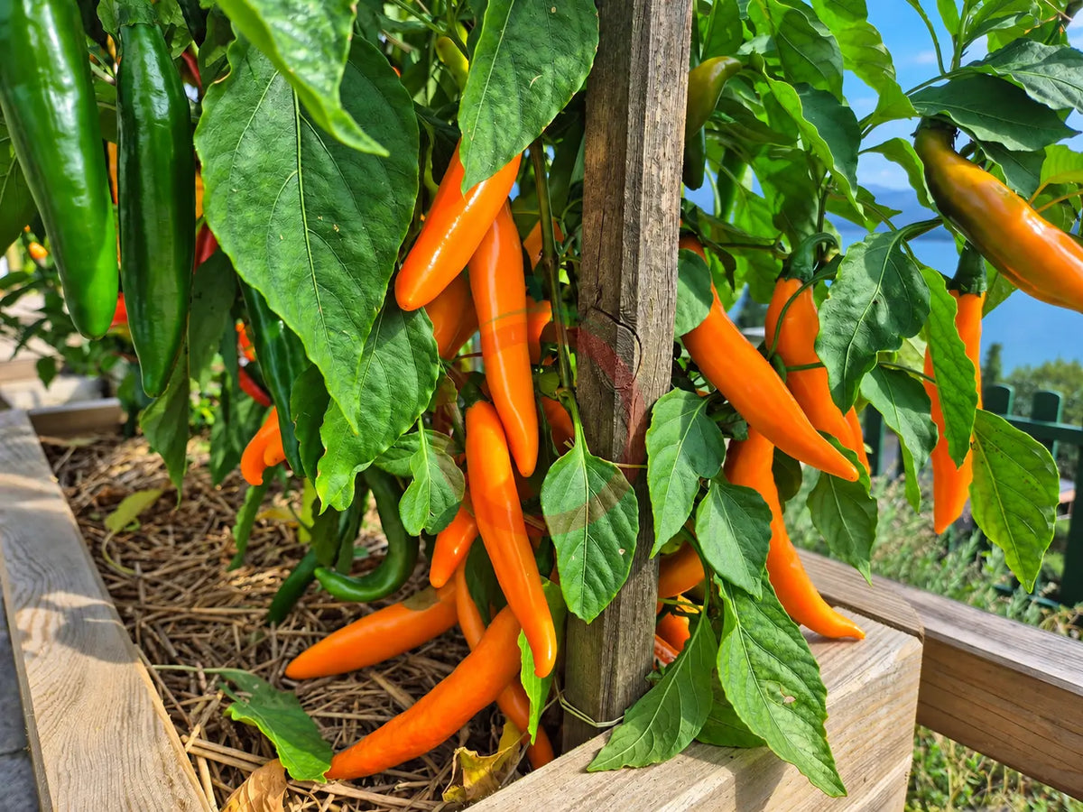 Orange Banane DER TOMATENFLÜSTERER