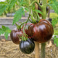 Orange Caramel DER TOMATENFLÜSTERER