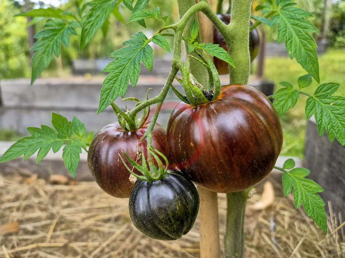Orange Caramel DER TOMATENFLÜSTERER