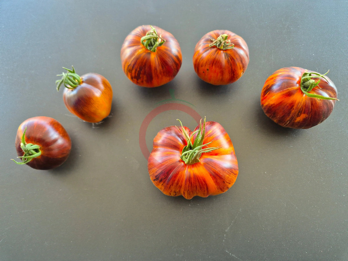 Orange Caramel DER TOMATENFLÜSTERER