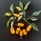 Orange Fish Pepper DER TOMATENFLÜSTERER