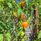 Orange Heart from Angelini DER TOMATENFLÜSTERER