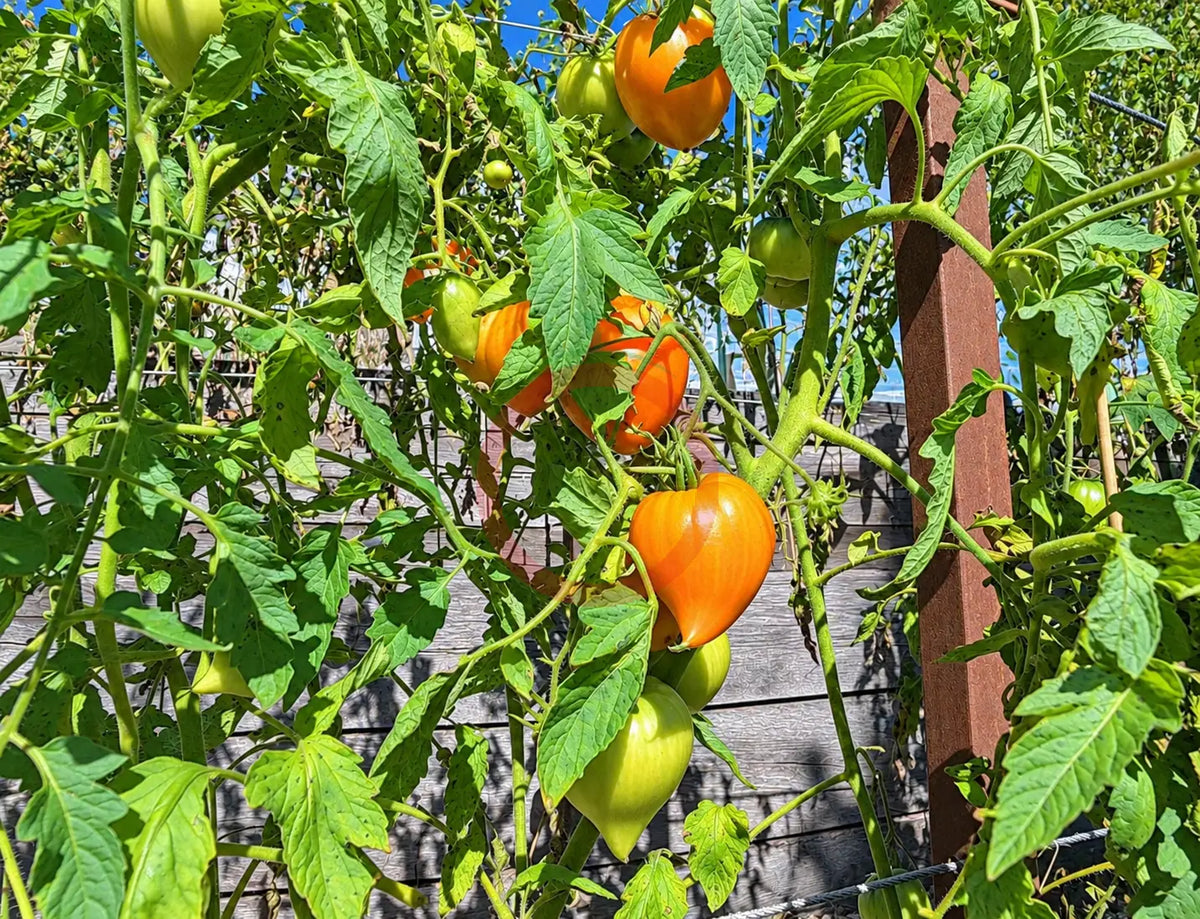 Orange Heart from Angelini DER TOMATENFLÜSTERER