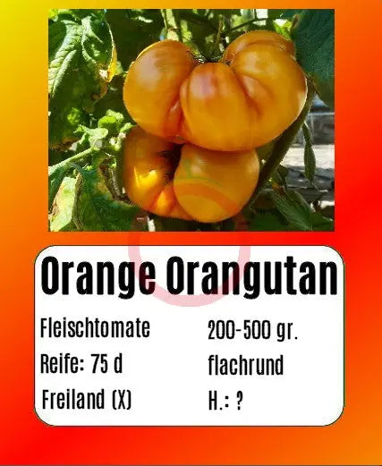 Orange Orangutan DER TOMATENFLÜSTERER
