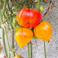 Orange Russian 117 DER TOMATENFLÜSTERER