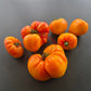 Orange Russian 117 DER TOMATENFLÜSTERER