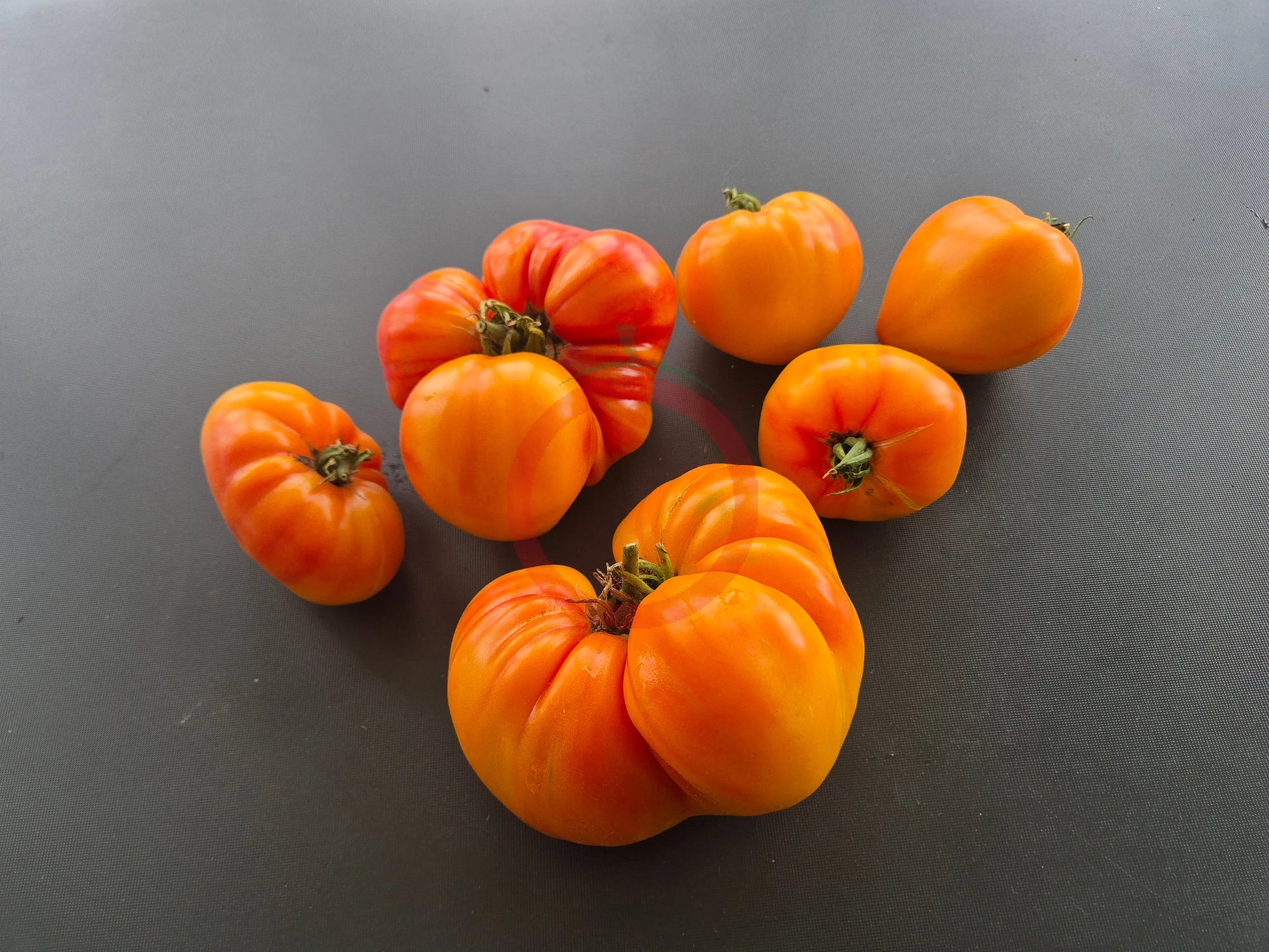 Orange Russian 117 DER TOMATENFLÜSTERER