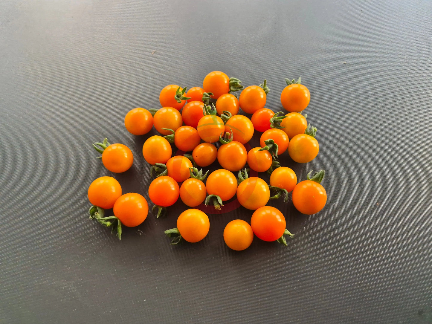 Orange Sukkerknald DER TOMATENFLÜSTERER