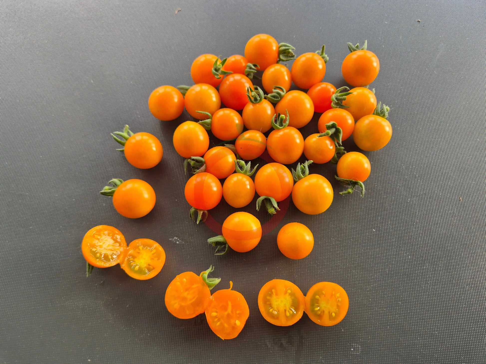 Orange Sukkerknald DER TOMATENFLÜSTERER