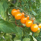 Orange Sukkerknald DER TOMATENFLÜSTERER